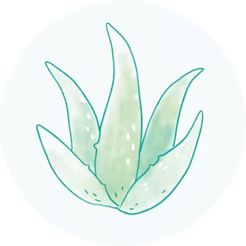 Extrato da Folha de Aloe Vera