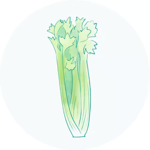 Extrato de Semente de Aipo