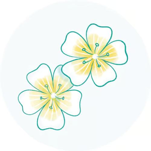 Óleo de Semente de Meadowfoam