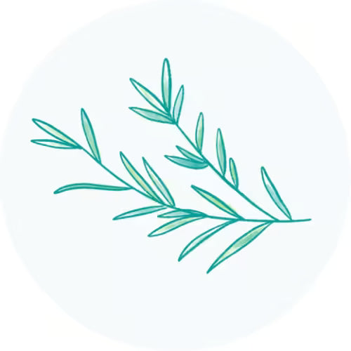 Extrato de Folha de Alecrim